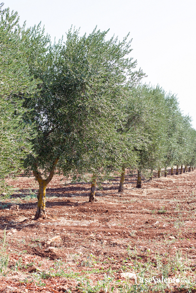le campagne della Valle d'Ittrio